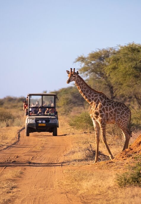 Wildlife Safari