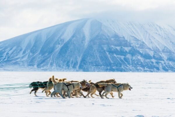 Kangerlussuaq – Dog Sledding