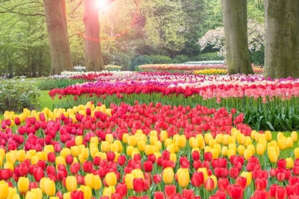 Keukenhof – Tulip Gardens