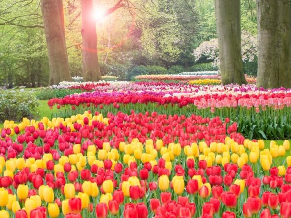 Keukenhof – Tulip Gardens