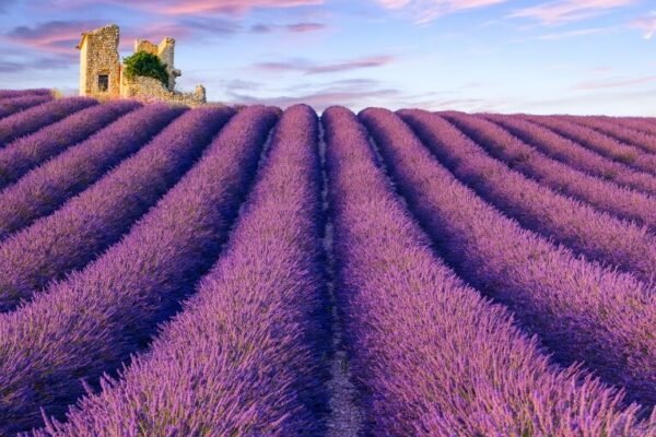 Provence – Lavender Fields
