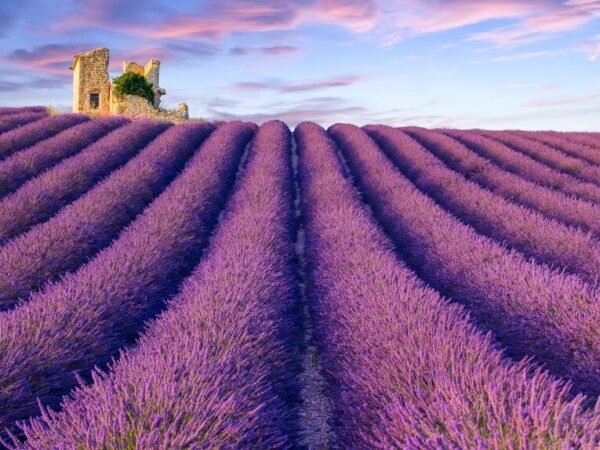 Provence – Lavender Fields