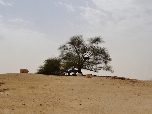 The Tree of Life – Shajarat-al-Hayat