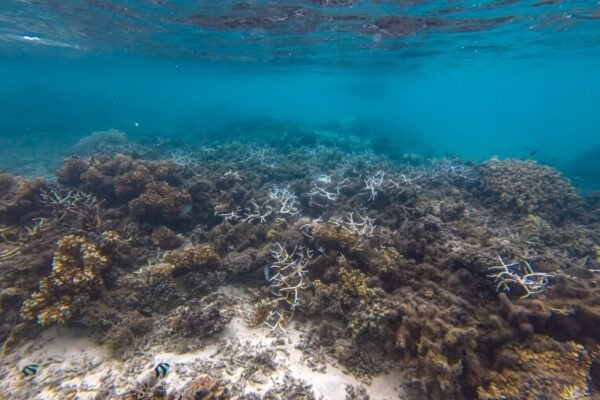 Coral Coast – Viti Levu