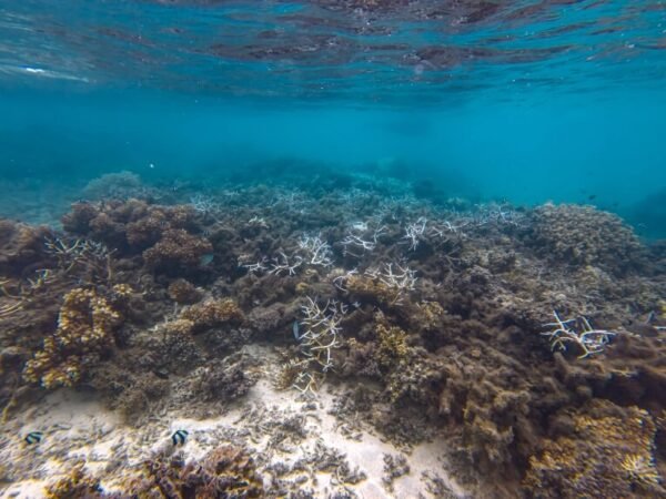 Coral Coast – Viti Levu