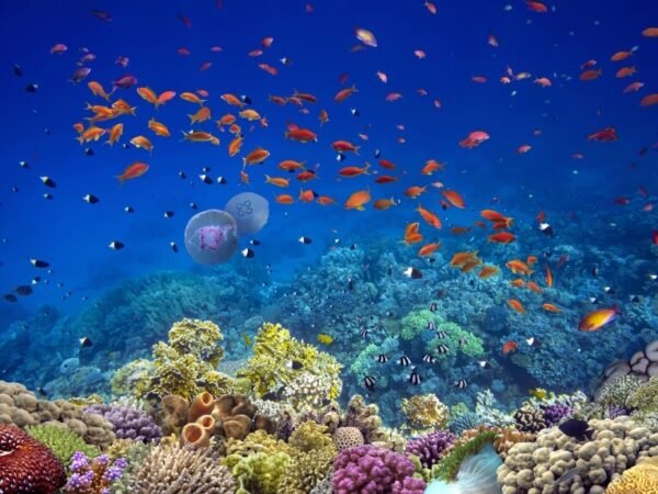 Coral Gardens – Snorkelling