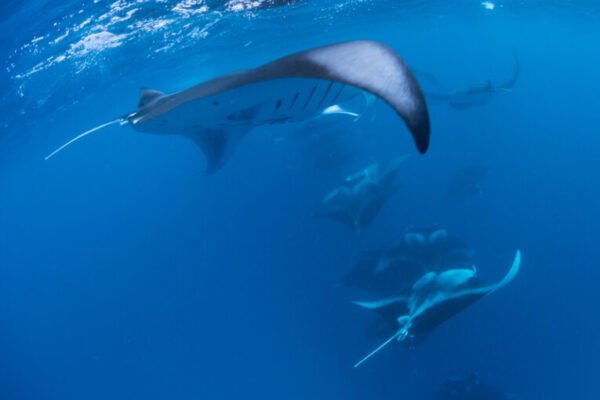 Baa Atoll – Hanifaru Bay Biosphere