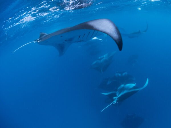 Baa Atoll – Hanifaru Bay Biosphere