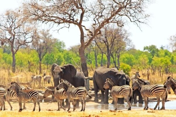 Hwange National Park