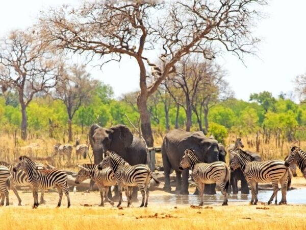 Hwange National Park