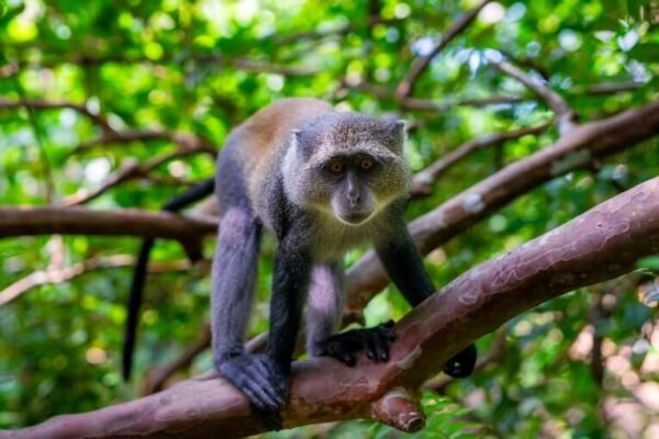 Jozani Forest – Red Colobus