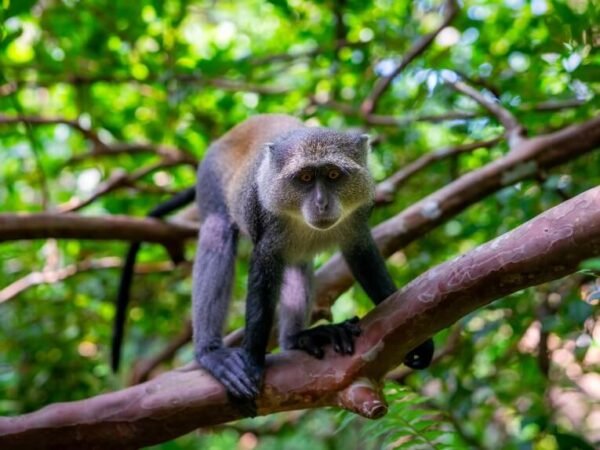 Jozani Forest – Red Colobus