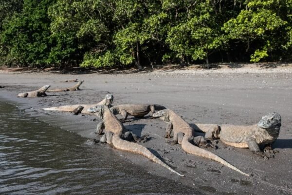 Komodo Island – Dragons