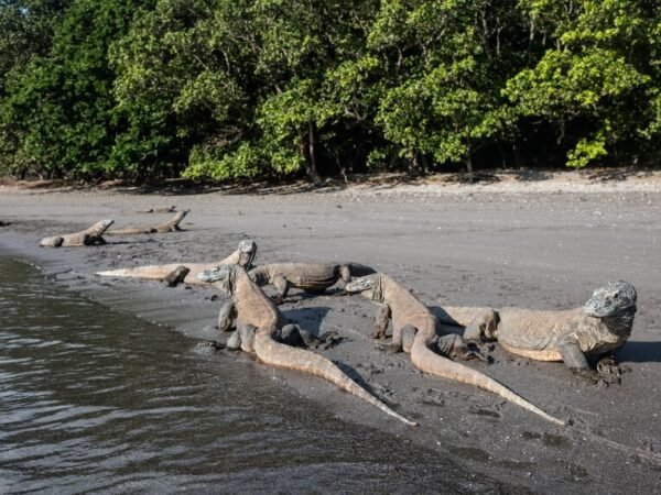 Komodo Island – Dragons