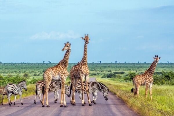 Kruger National Park