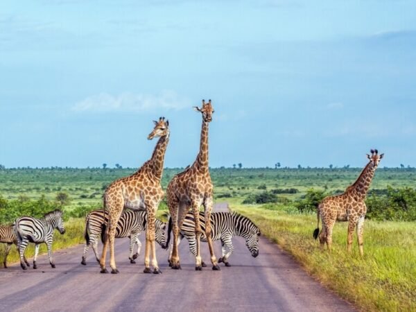 Kruger National Park
