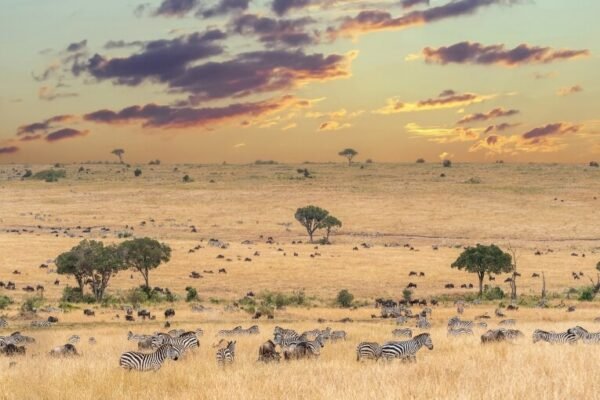 Maasai Mara National Reserve