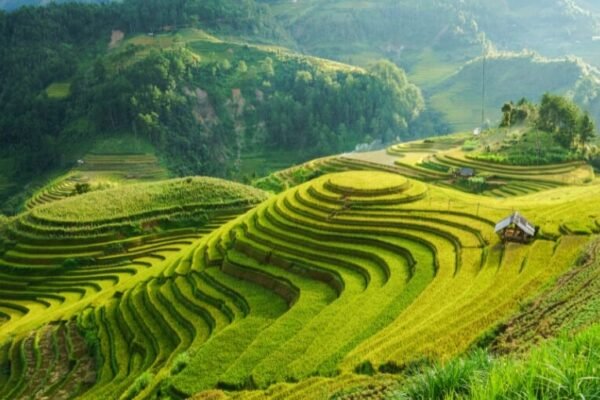 Sapa – Rice Terraces