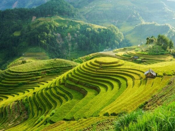 Sapa – Rice Terraces