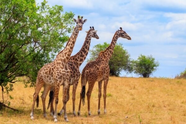 Serengeti National Park