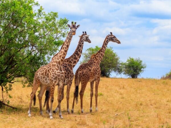 Serengeti National Park