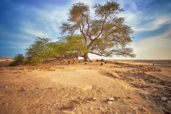 The Tree of Life – Shajarat-al-Hayat