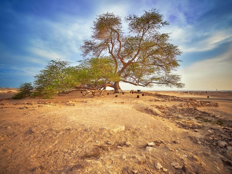 The Tree of Life – Shajarat-al-Hayat