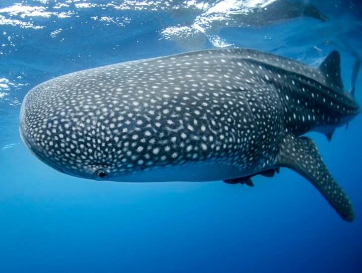 south ari sharks package