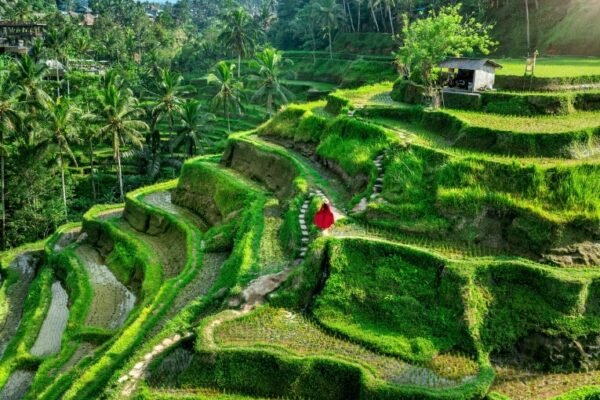 Ubud – Tegallalang Rice Terraces