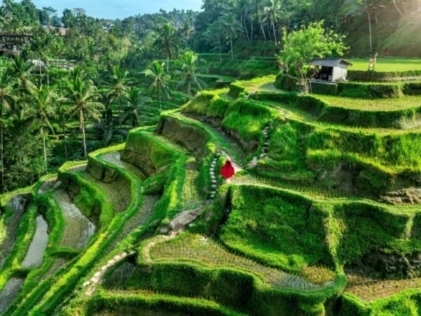 Ubud – Tegallalang Rice Terraces