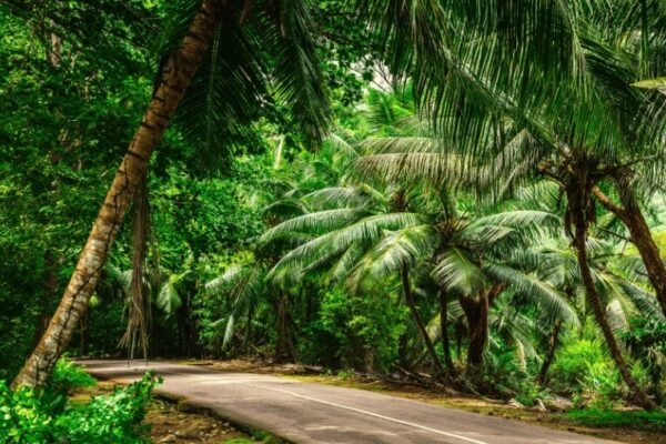 Praslin – Vallée de Mai