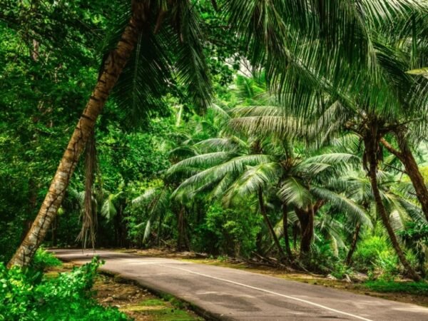 Praslin – Vallée de Mai