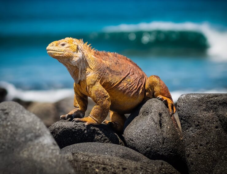 ecuador travel stats
